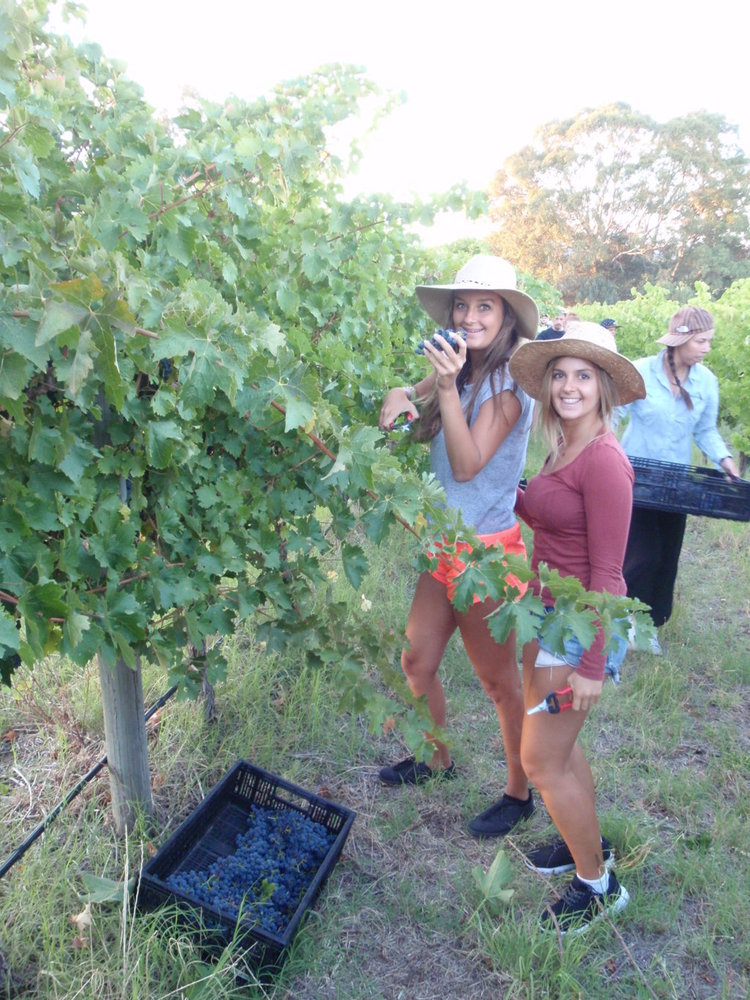 Mclaren Vale Backpackers, McLaren Vale