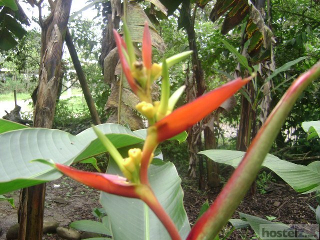 Biohostal Mindo Cloud Forest Reserve, Mindo