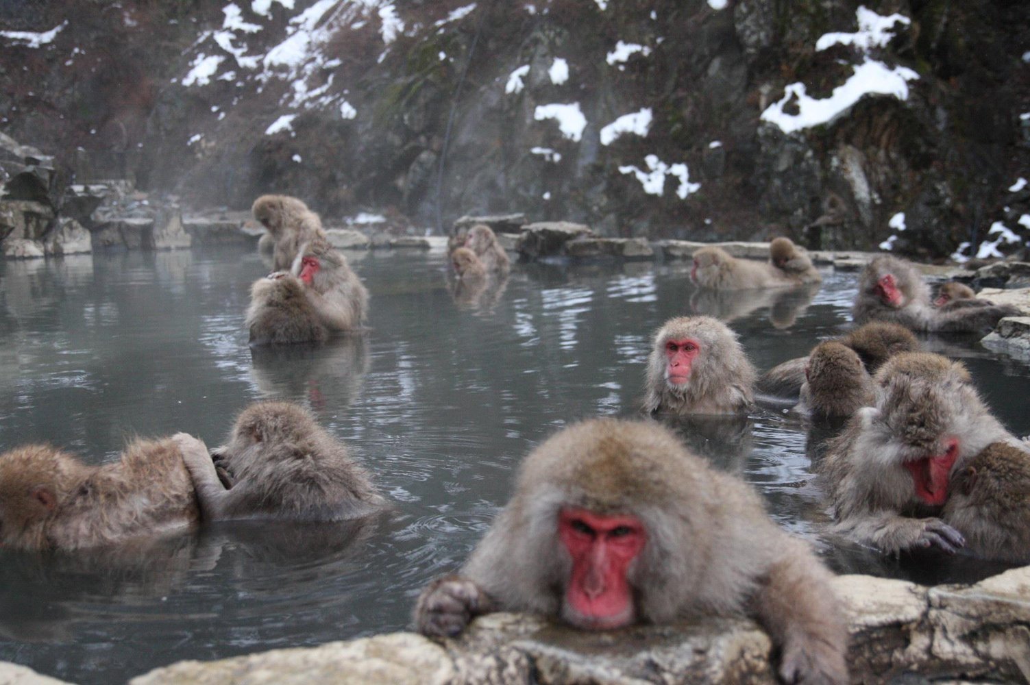 Snow Monkey Park