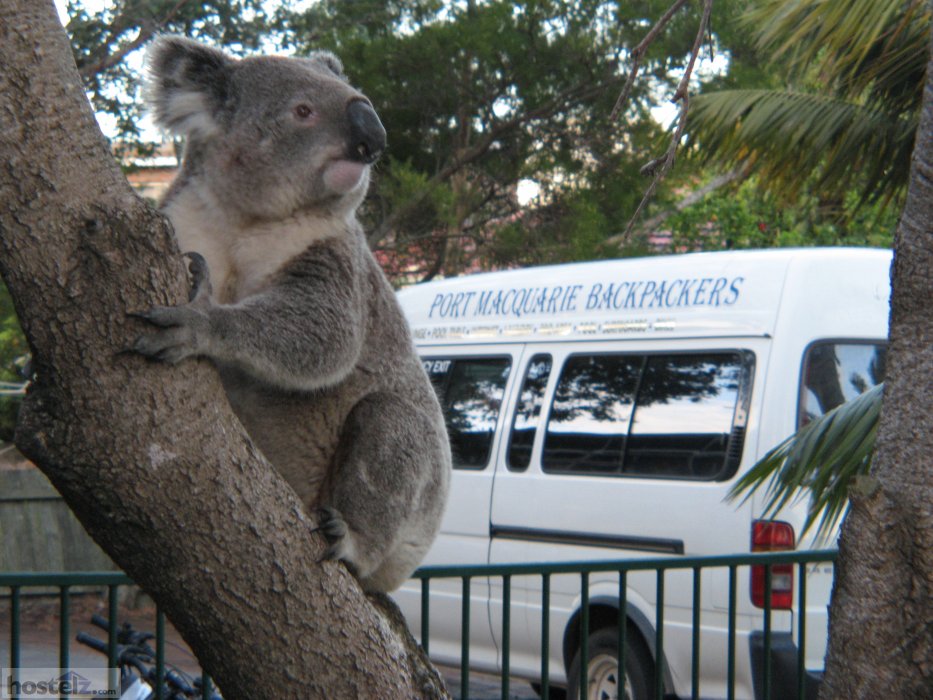 Port Macquarie Backpackers, Port Macquarie