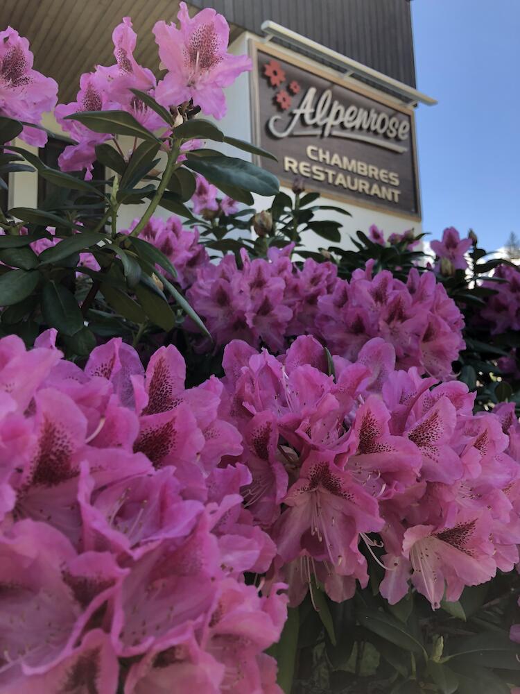 Alpenrose, Chamonix