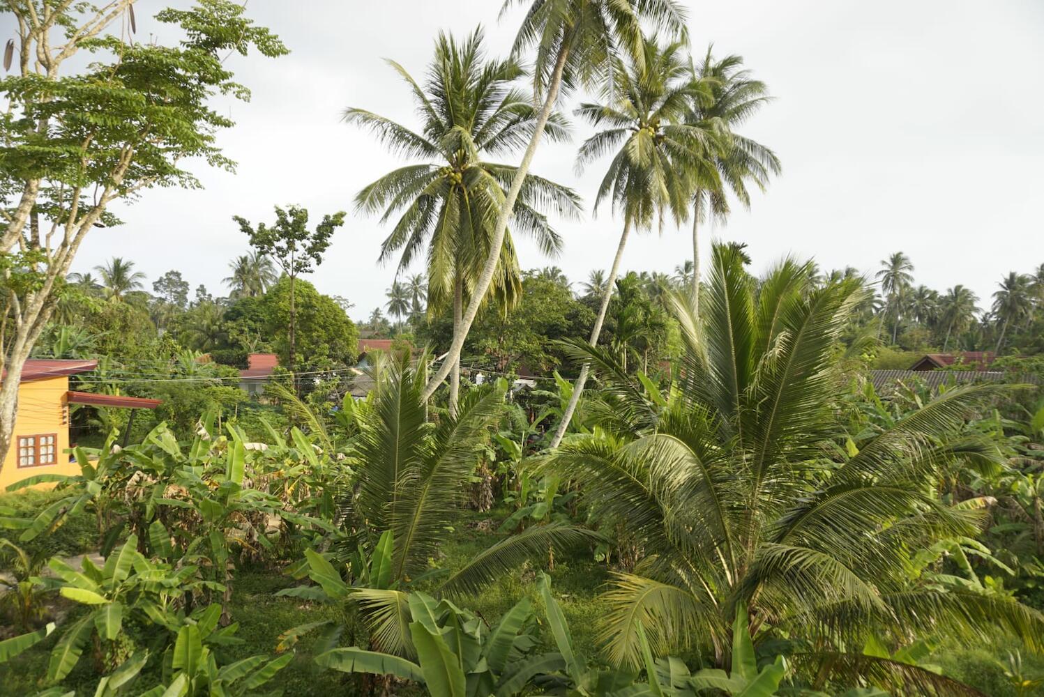 Baan Kai Hostel, Koh Phangan