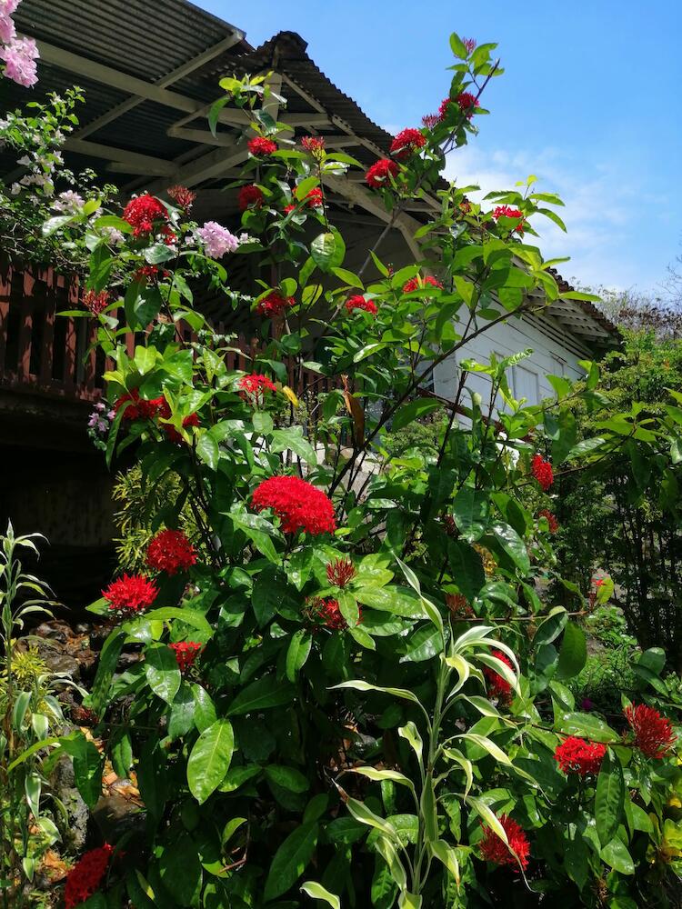 Eco-lodge Finca Magdalena, Ometepe