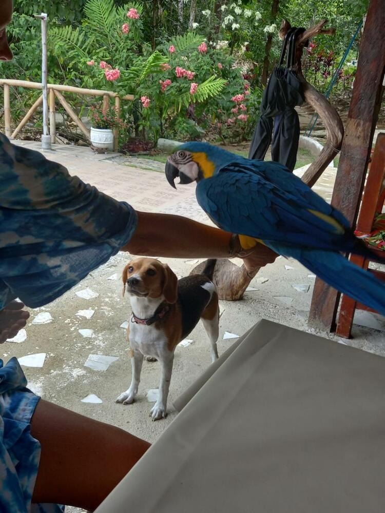 Entre Bosques Tayrona Posada Hostel, Tayrona Park