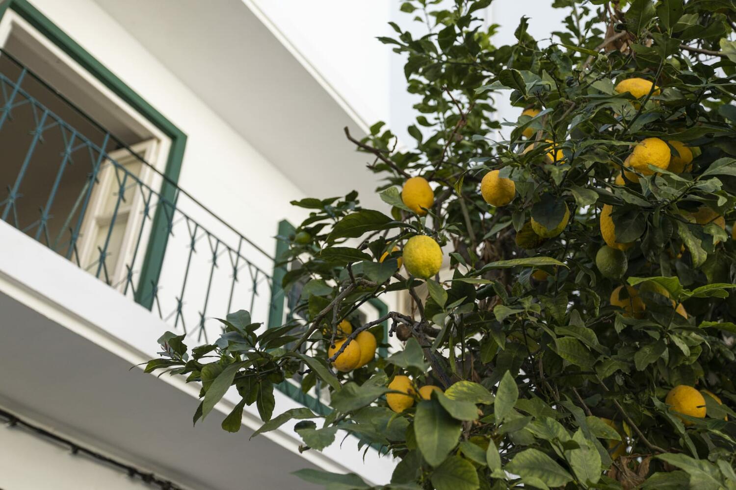 Lemon Hostel, Faro