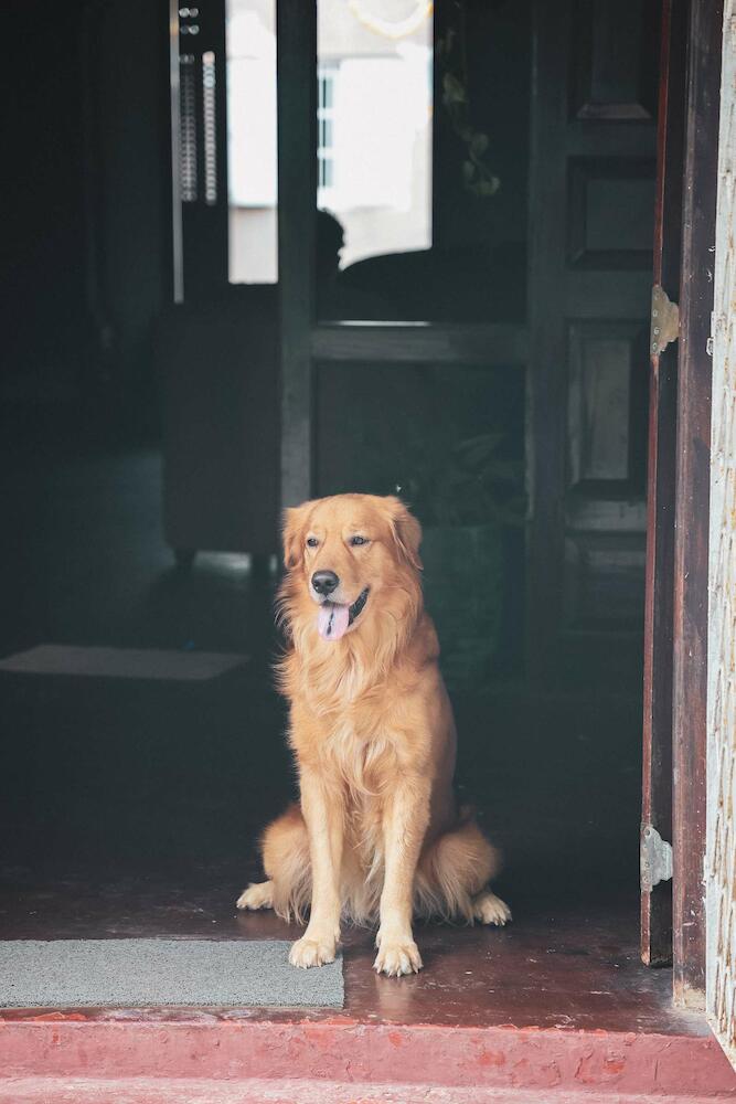 Happy Bunk Hostel, Weligama