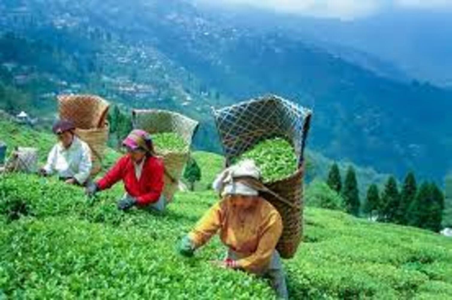 Bubble Beds, Darjeeling