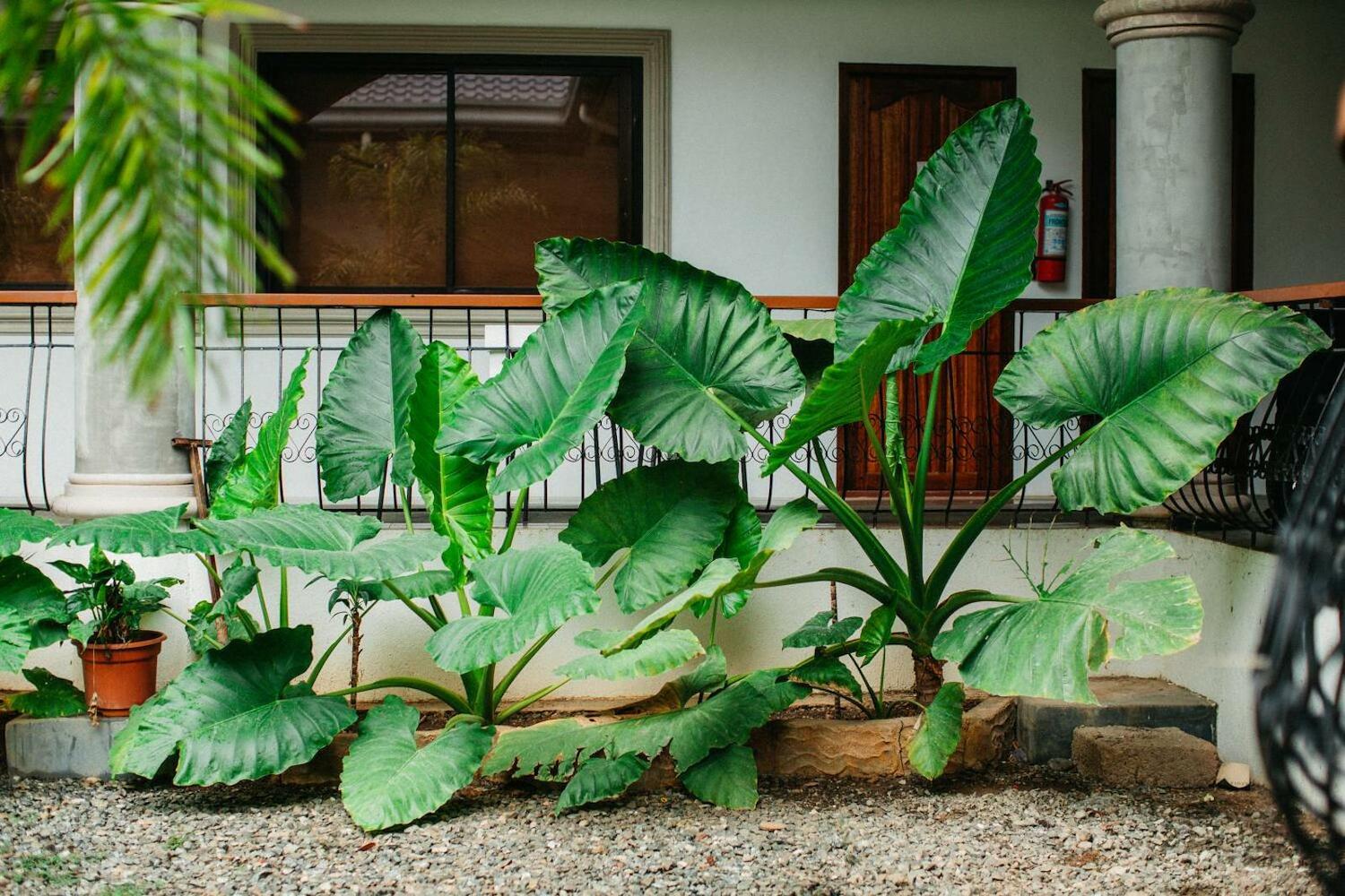 Tahan Hostel, Puerto Princesa