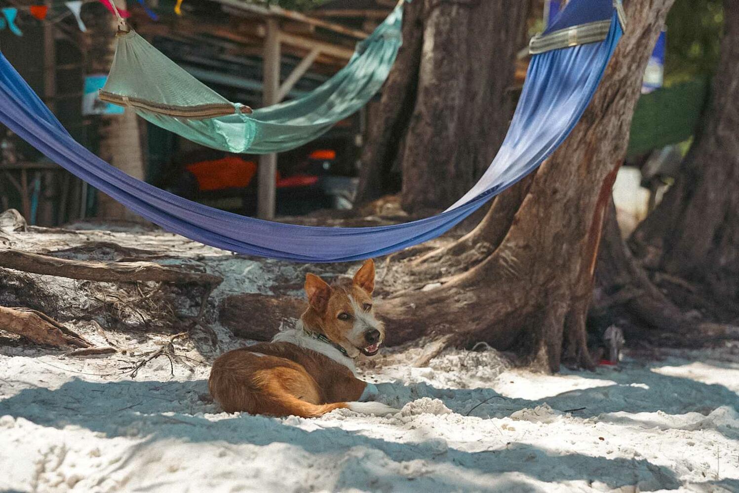 Lost Boys, Koh Rong