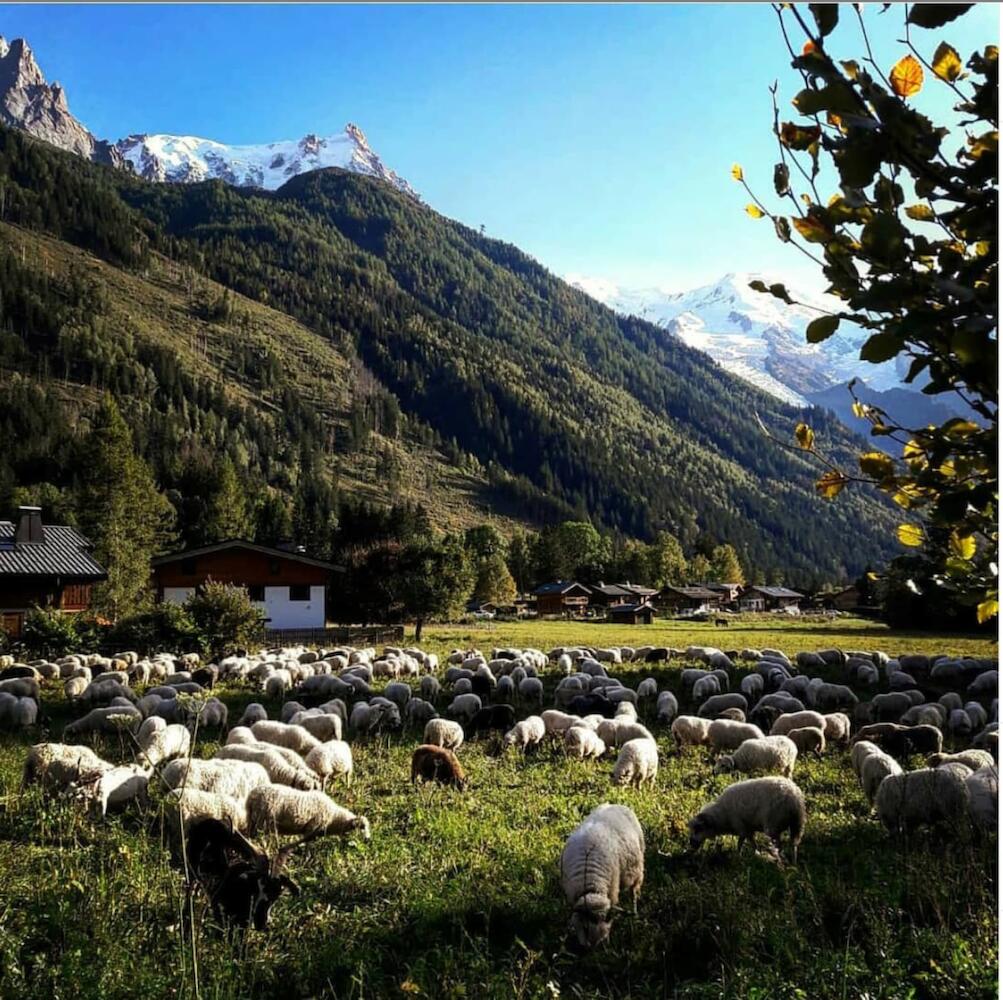 Hostel-Chalet-Gite The Chamoniard Volant, Chamonix