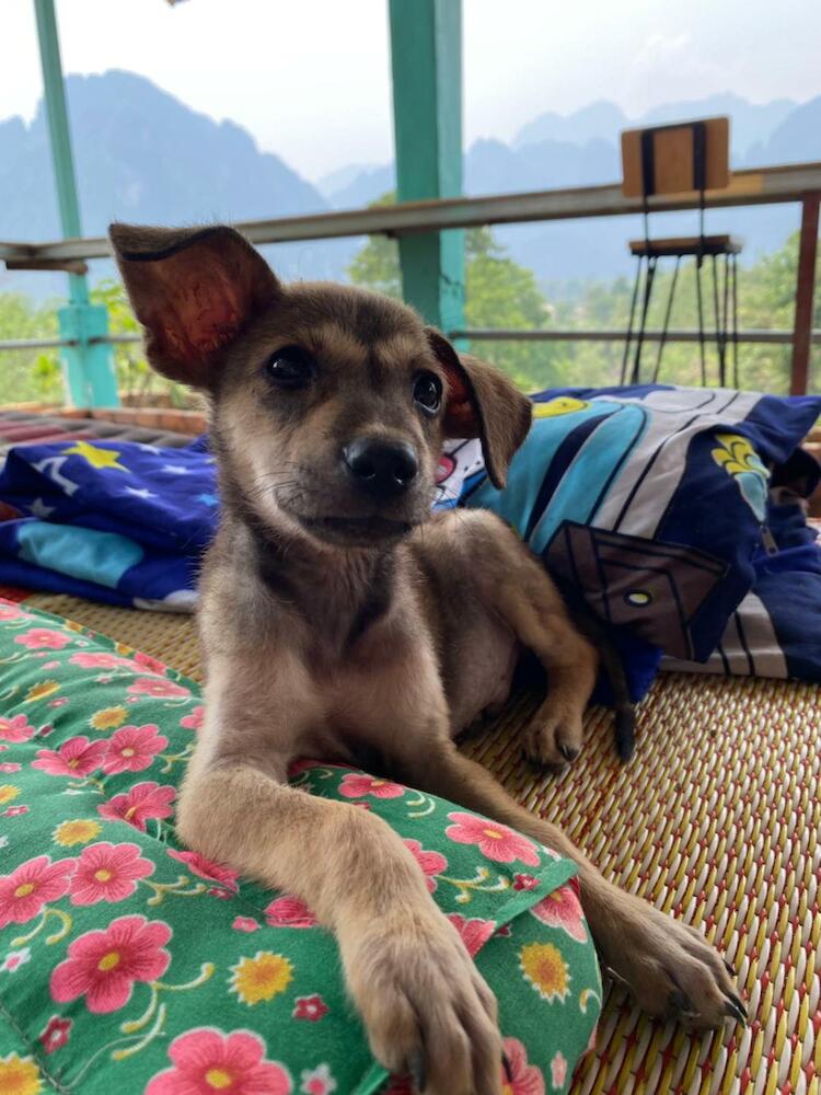 Blue Sunset Hostel, Vang Vieng