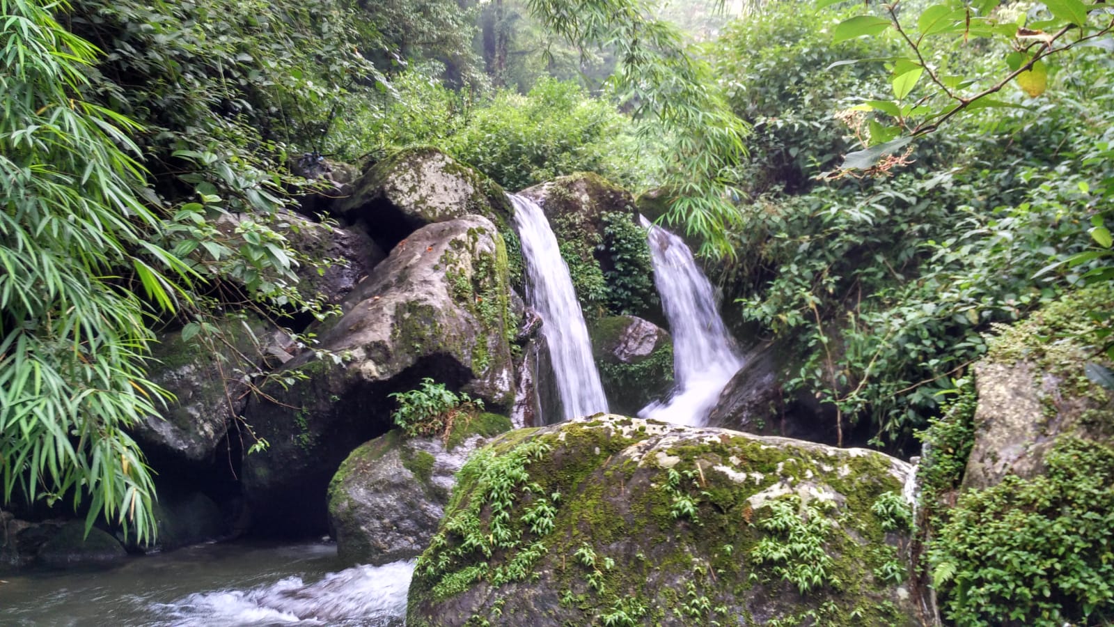 Tieedi Forest Garden, Darjeeling