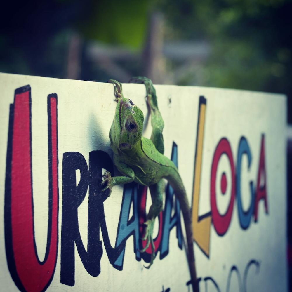 La Urraca Loca, Ometepe