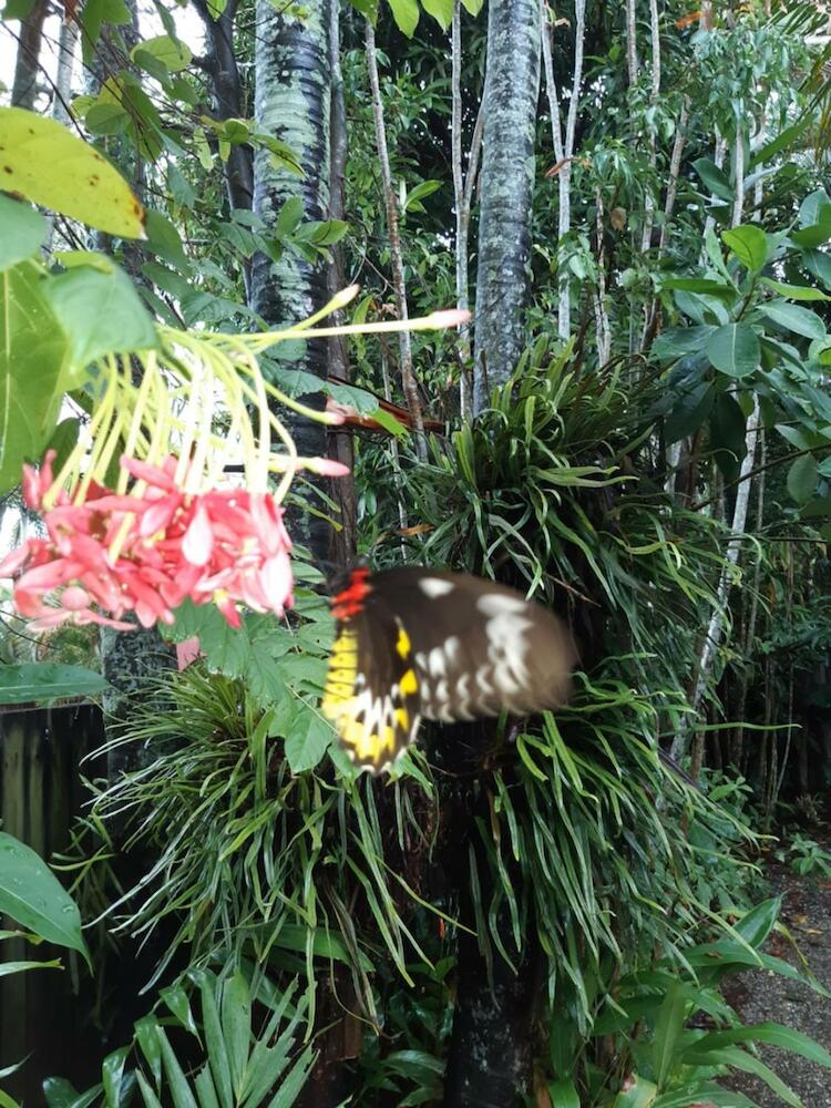 Travellers Paradise, Cairns