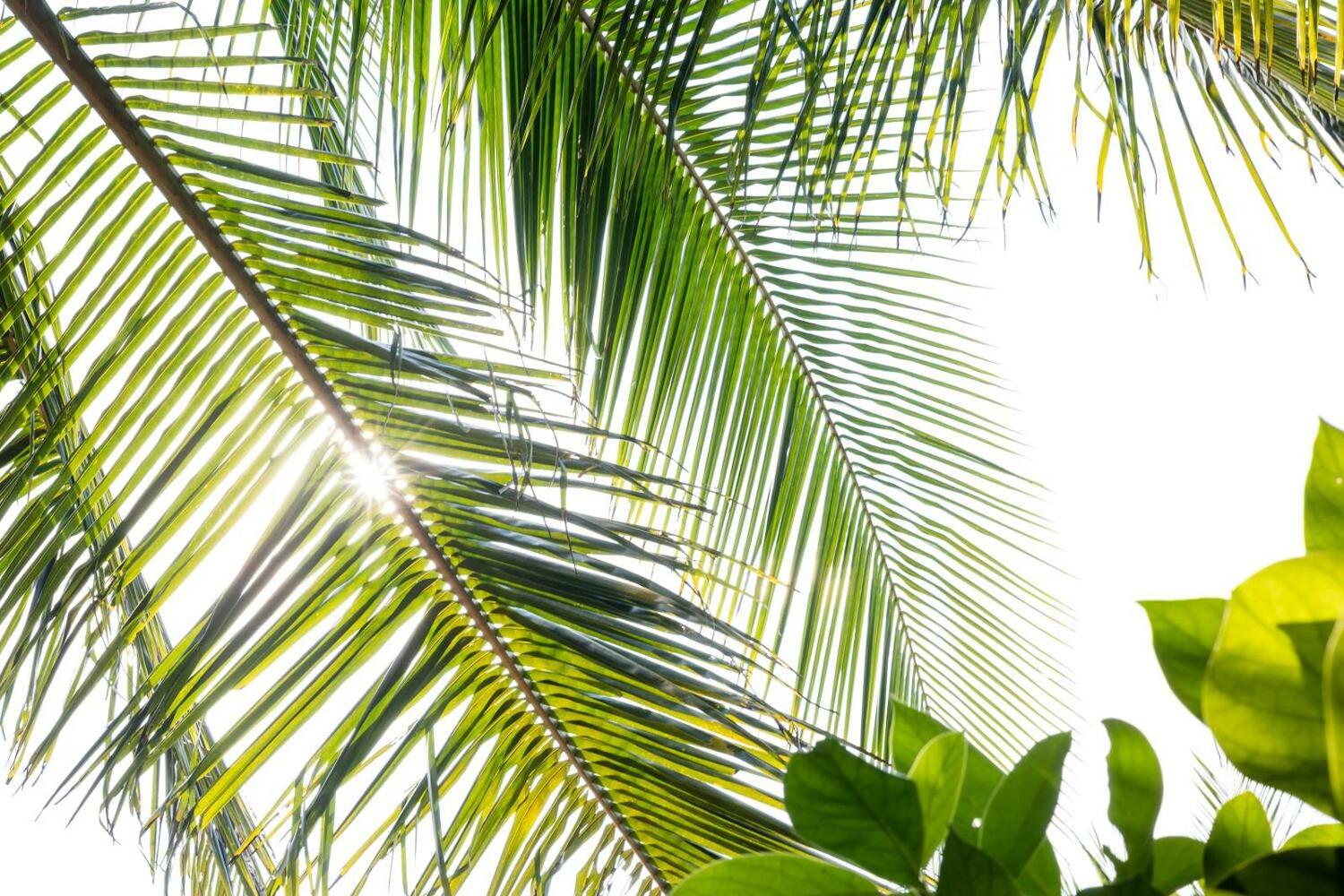 Under The Coconut Tree, Hoi An