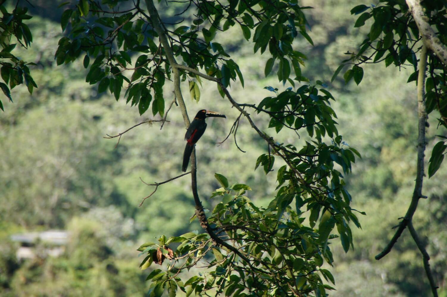 Hostal Vista Verde, Minca