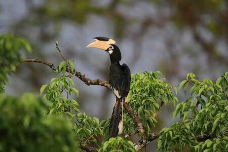 Sigiri Birds Hostel, Sigiriya